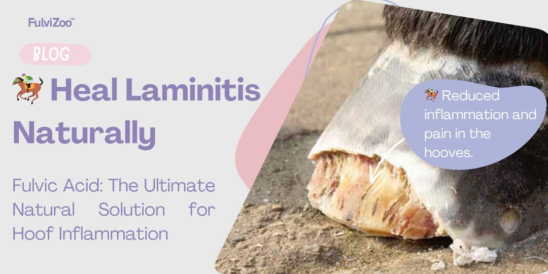 Fulvic Acid: Effective Natural Solution for Laminitis in Horses and Ponies