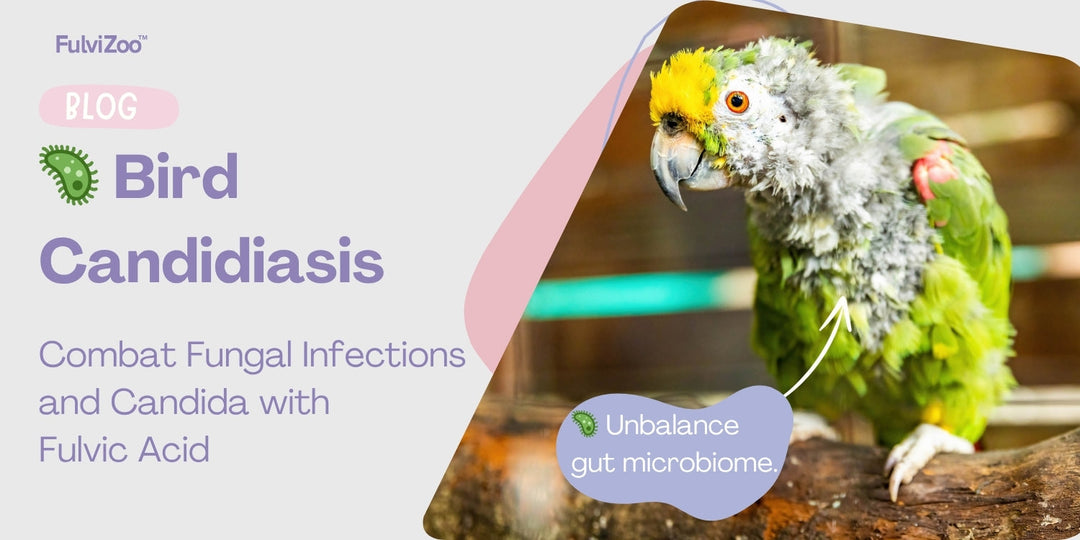 Candidiasis in Birds: How fulvic acid can help prevent and treat this common illnes.