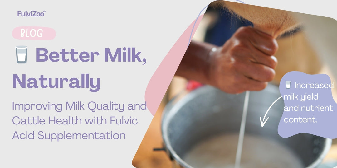 Fulvic & Humic Acid: The 100% Natural Health Solution For Dairy Cattle