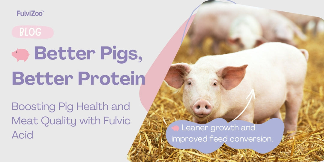 Harnessing the Power of Fulvic Acid for Your Pig's Diet