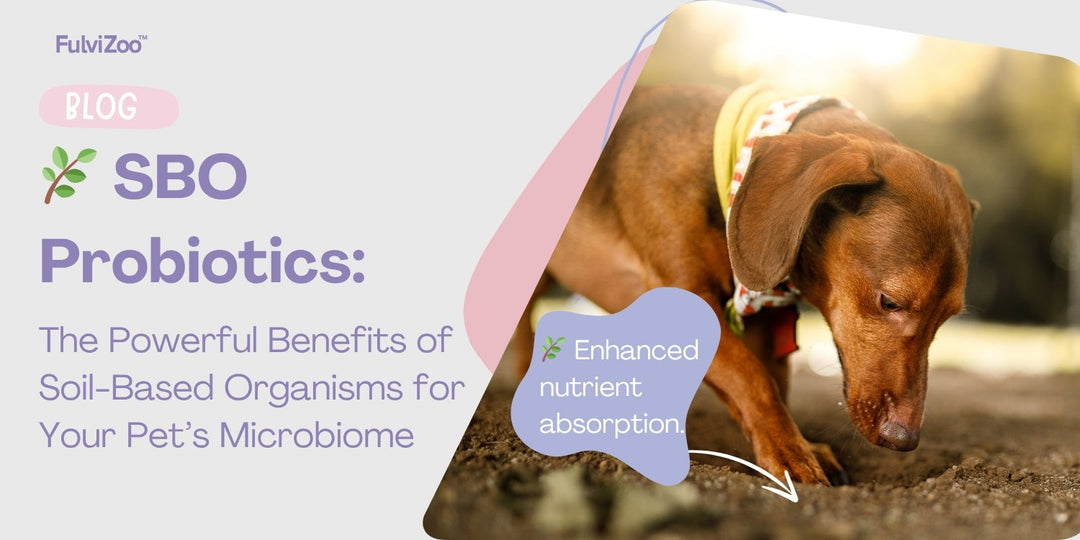 The Benefits of Soil-Based Probiotics for Pets