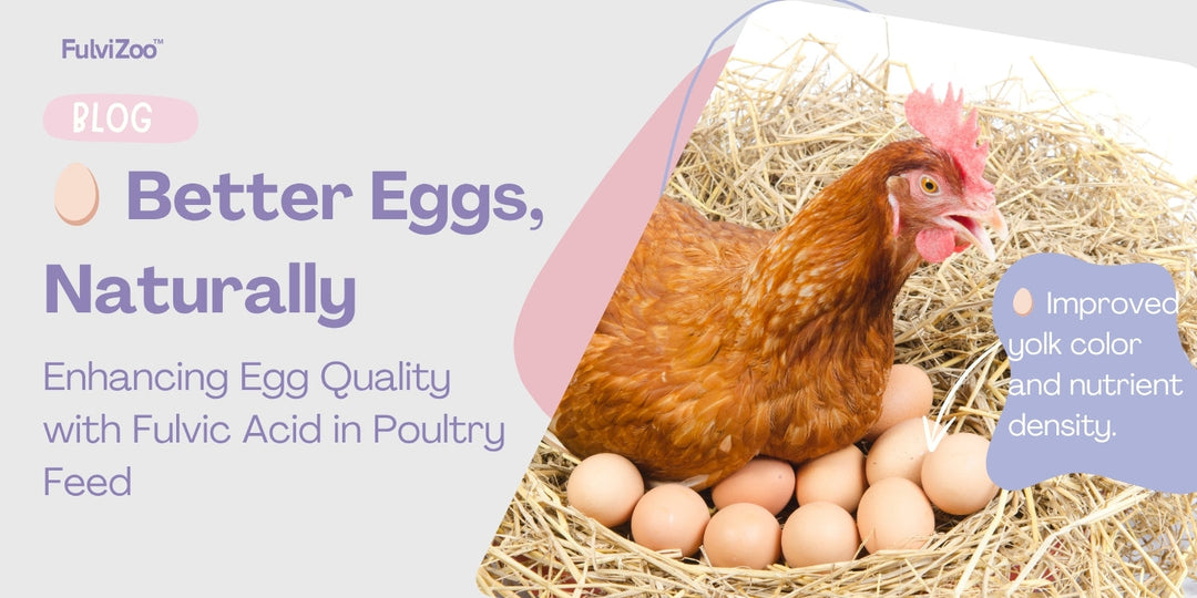 How to naturally improve poultry & birds health with fulvic acid