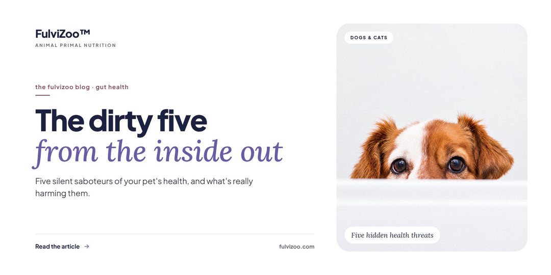 The dirty five: silent saboteurs of your pet's health — FulviZoo blog