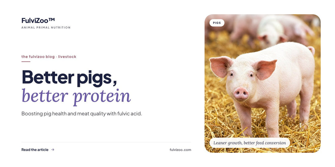 Better pigs, better protein — FulviZoo blog
